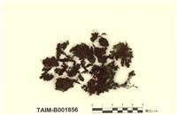 藏品(簑苔屬)的圖片